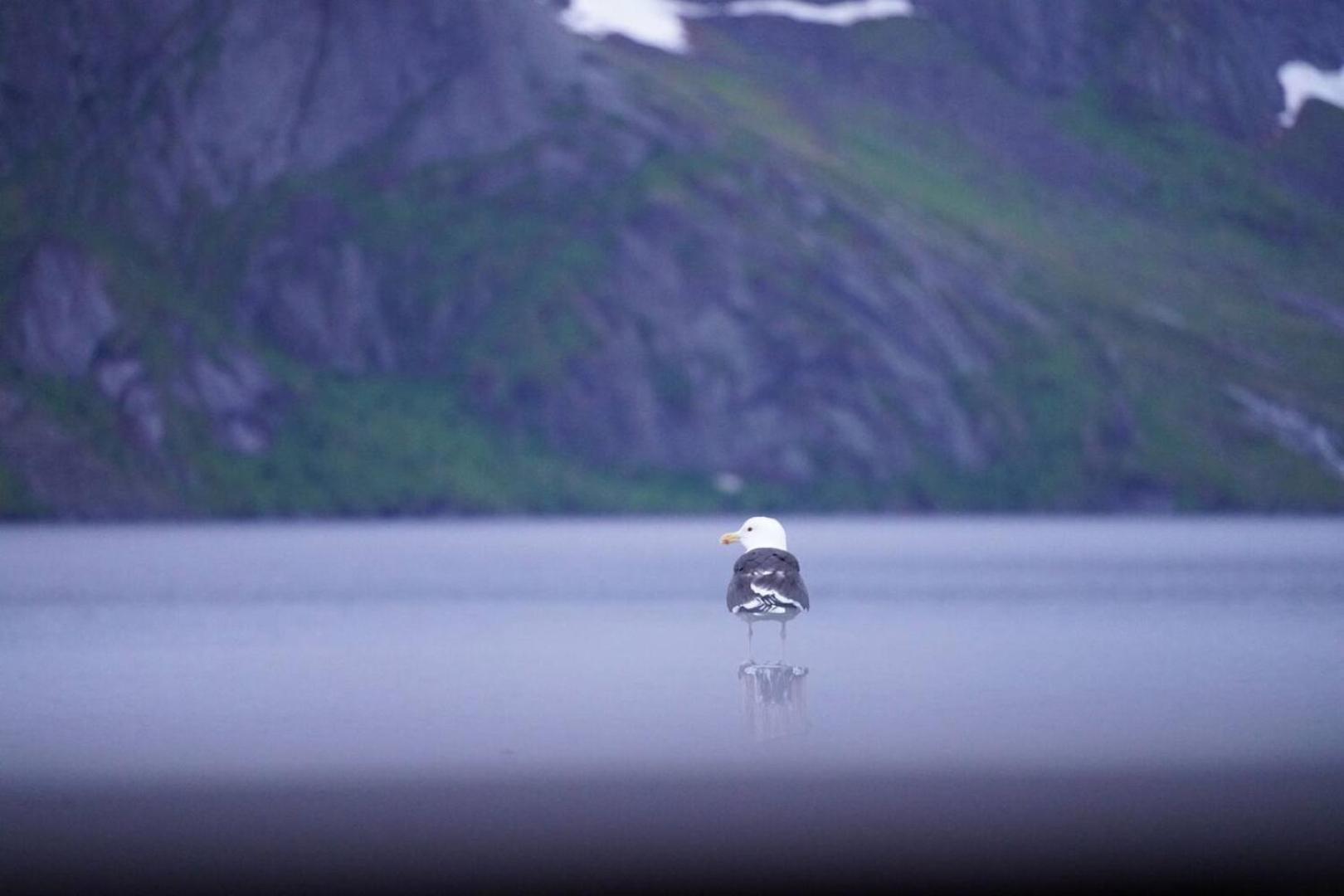 Lofoten Panoramic Luxury Home With Sauna Moskenes Exteriér fotografie